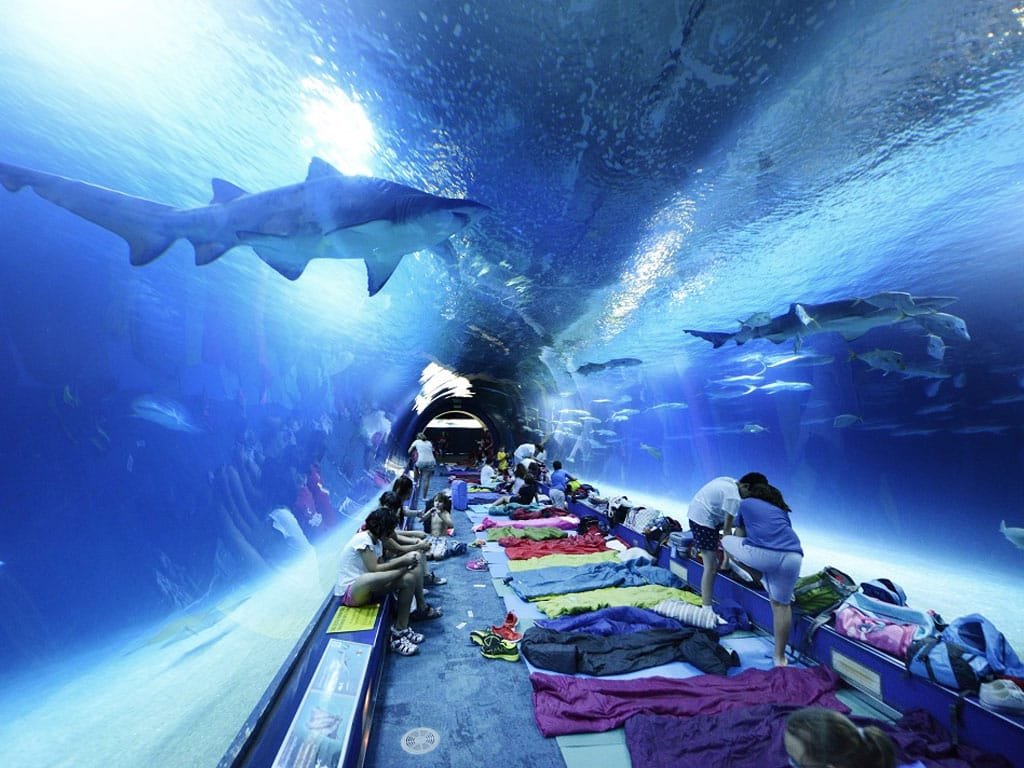 dormir con tiburones Oceanográfic Valencia